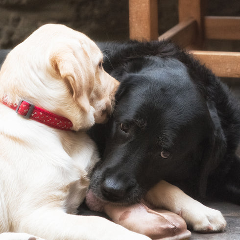 JUMBO ART - MUMMYS STOLEN SLIPPER - HUGE 1 Metre Square Canvas